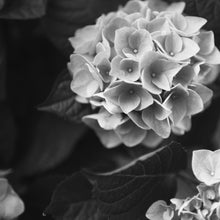 Load image into Gallery viewer, Hydrangea #2 - 20 x 20" Fine Art Giclee Photograph