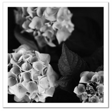 Load image into Gallery viewer, Hydrangea #1 - 12 x 12" Fine Art Giclee Photograph