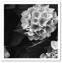 Load image into Gallery viewer, Hydrangea #2 - 20 x 20" Fine Art Giclee Photograph