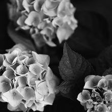 Load image into Gallery viewer, Hydrangea #1 - 12 x 12&quot; Fine Art Giclee Photograph
