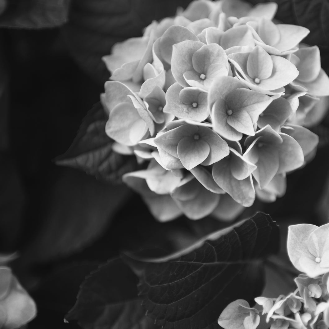 Hydrangea #2 - 12 x 12