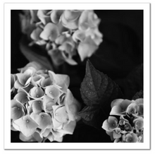 Load image into Gallery viewer, Hydrangea #1 - 12 x 12&quot; Fine Art Giclee Photograph
